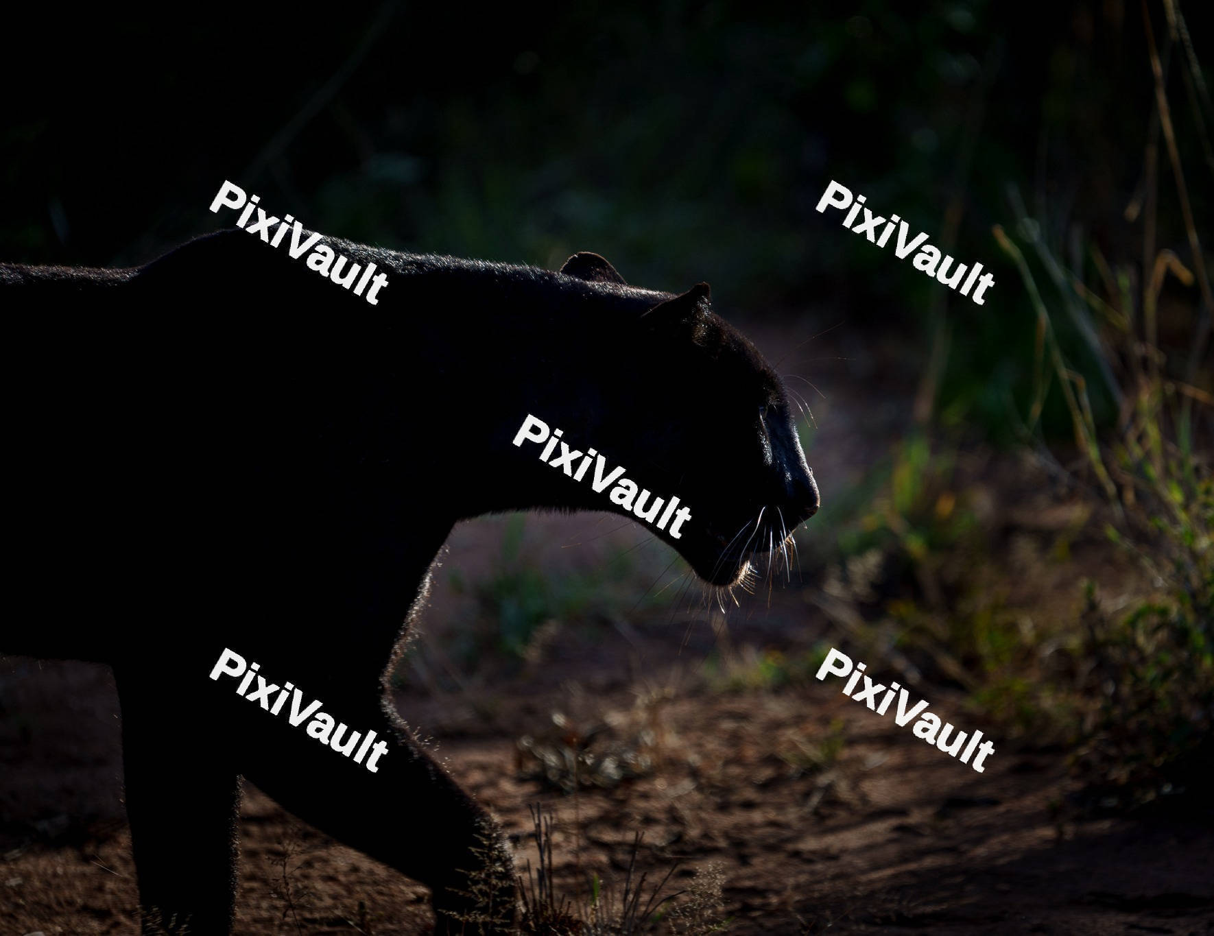 Silhouette of a black panther